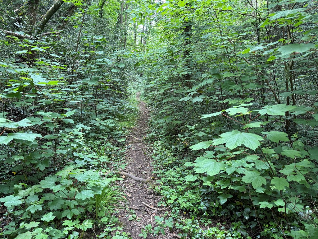 Lot: 37 - JUST UNDER FIVE ACRES OF FORMER RAILWAY LAND WITH POTENTIAL - Path through Land with surrounding trees